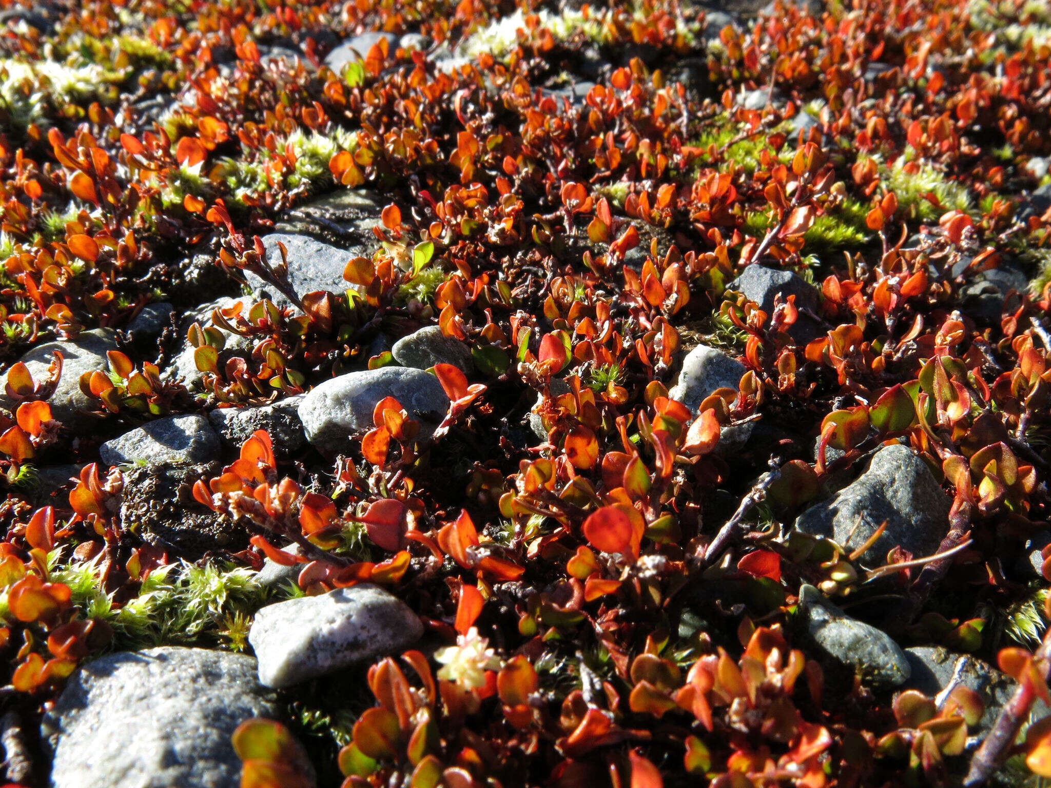 Image of sprawling wirevine