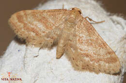 صورة Idaea fractilineata Zeller 1847