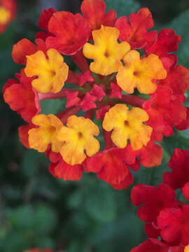 Image of lantana