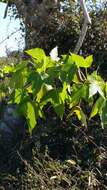 Image of Jatropha mahafalensis Jum. & H. Perrier