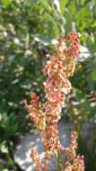 Image of alpine sheep sorrel