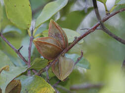 Imagem de Combretum tetralophum C. B. Cl.