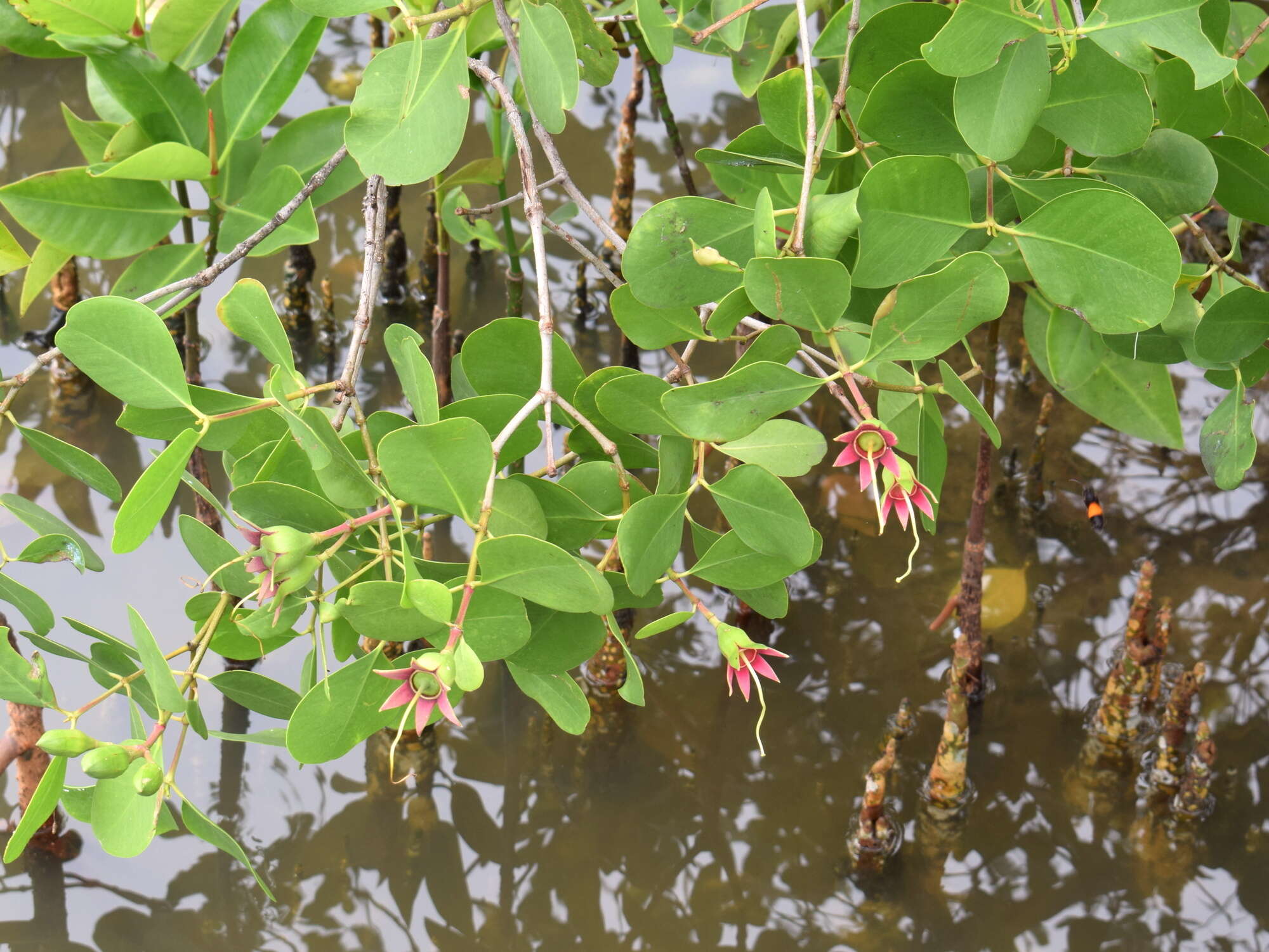 Image of Mangrove apple