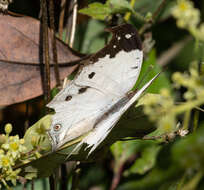 Image of Protogoniomorpha duprei (Vinson 1863)