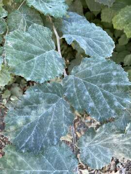 Image of Erysiphe corylacearum U. Braun & S. Takam. 2002