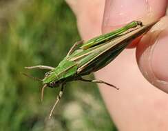 Chimarocephala elongata Rentz & D. C. F. 1977的圖片