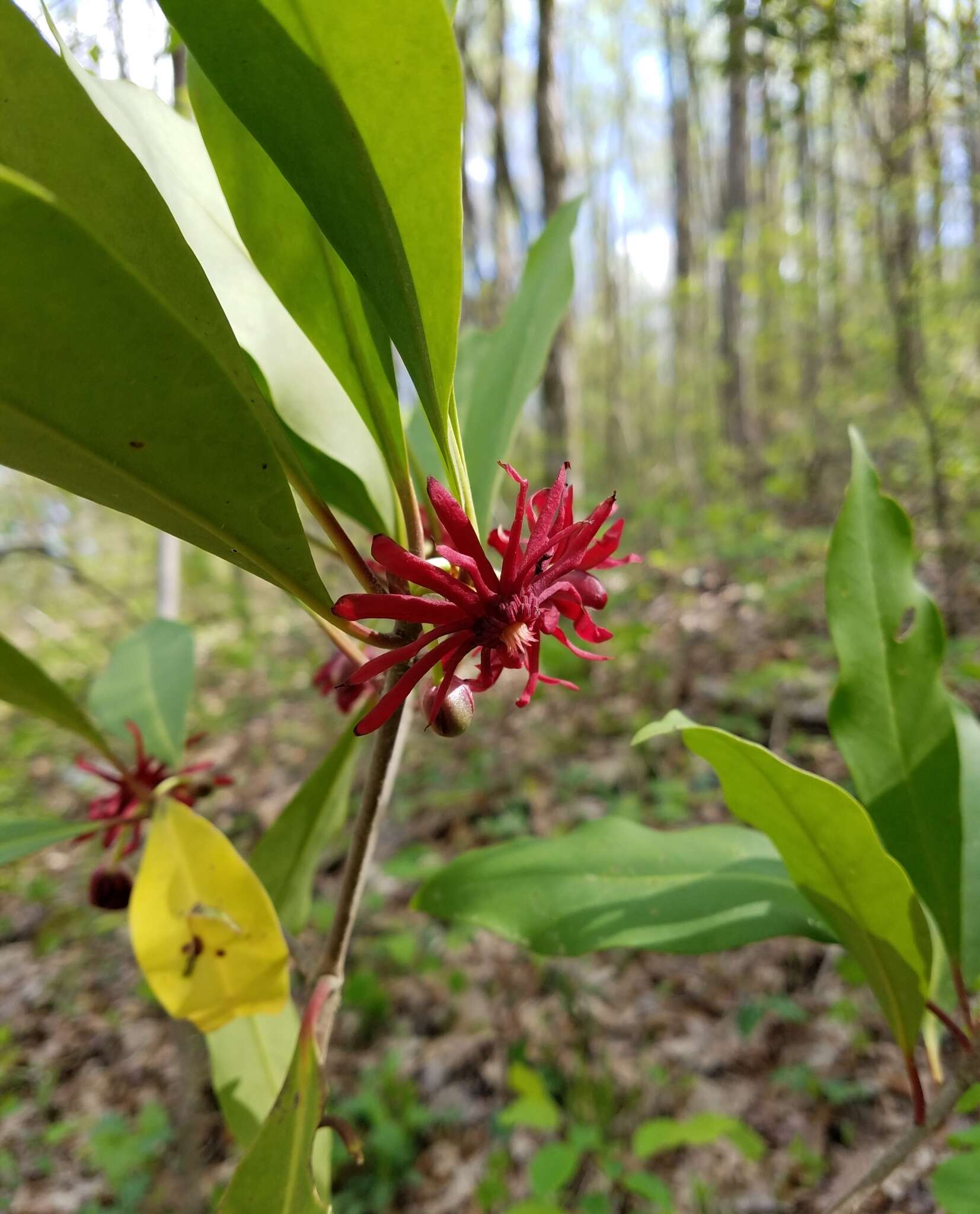 Image de Illicium floridanum Ellis