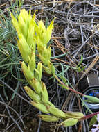 Image of stiff yellow Indian paintbrush