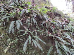 Image of Asplenium dregeanum Kunze