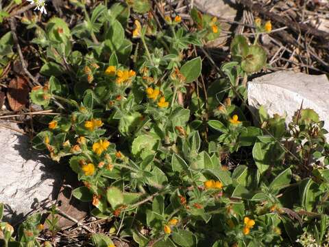 Image of <i>Anthyllis circinnata</i>