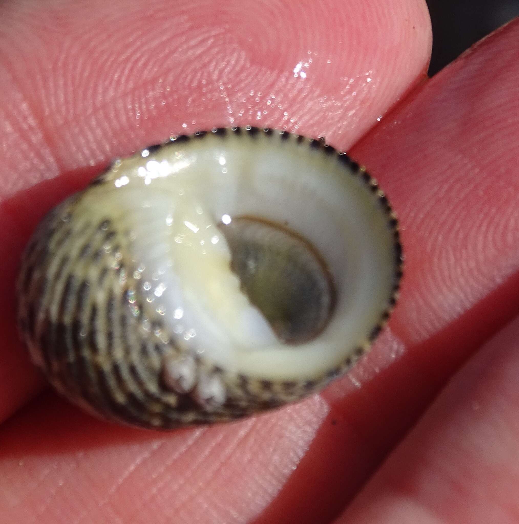 Image of checkered nerite