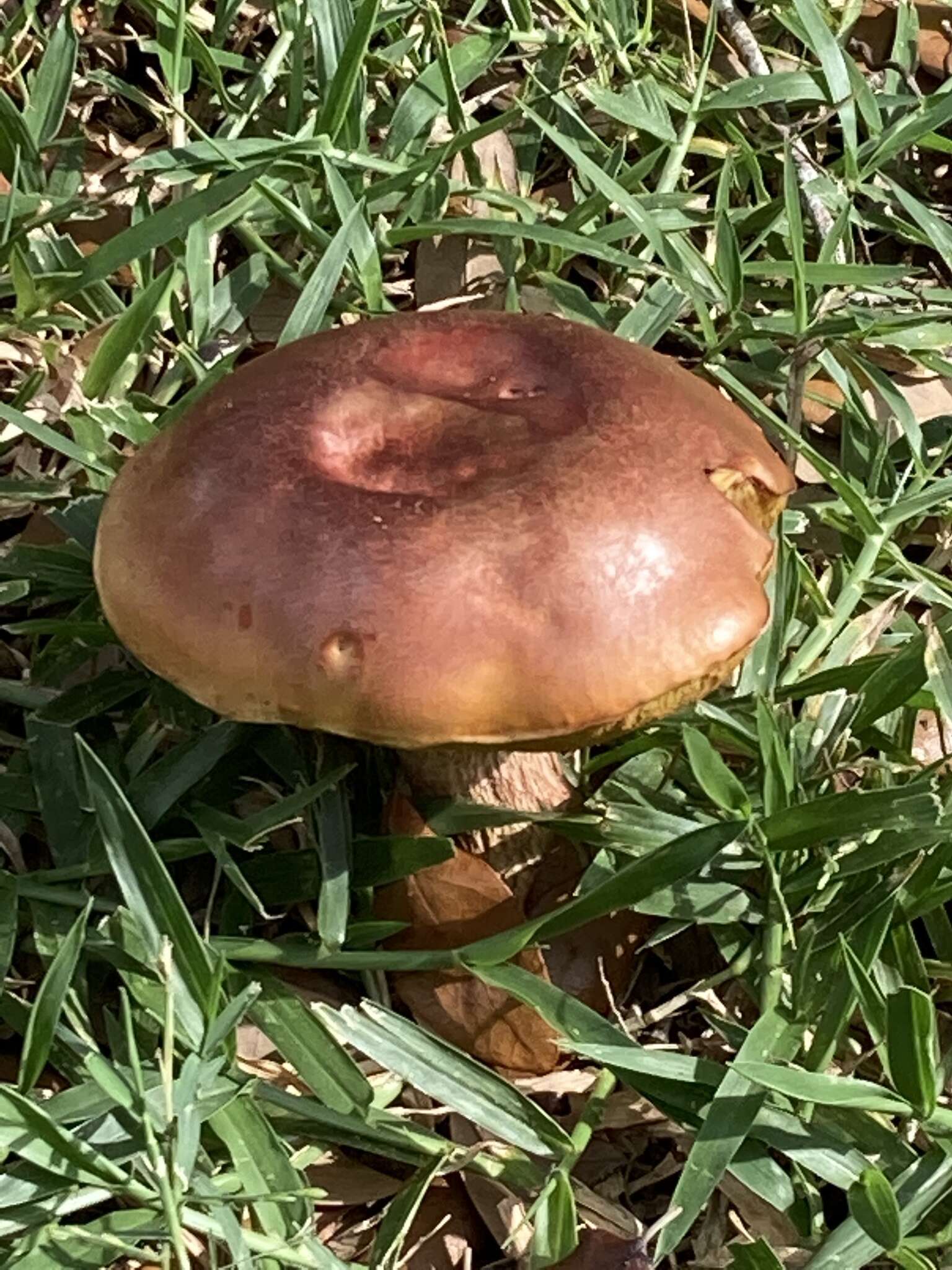 Image of Butyriboletus floridanus (Singer) G. Wu, Kuan Zhao & Zhu L. Yang 2016