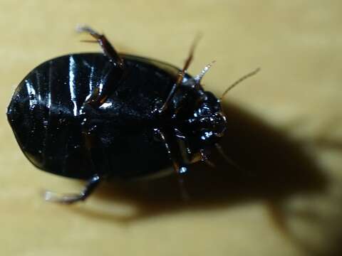 صورة Agabus (Acatodes) japonicus Sharp 1873