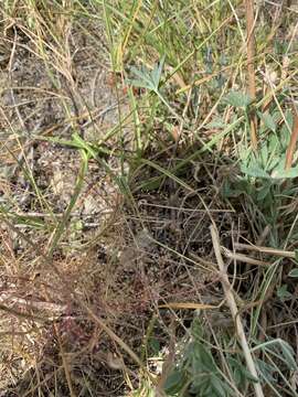 Imagem de Muhlenbergia asperifolia (Nees & Meyen ex Trin.) Parodi