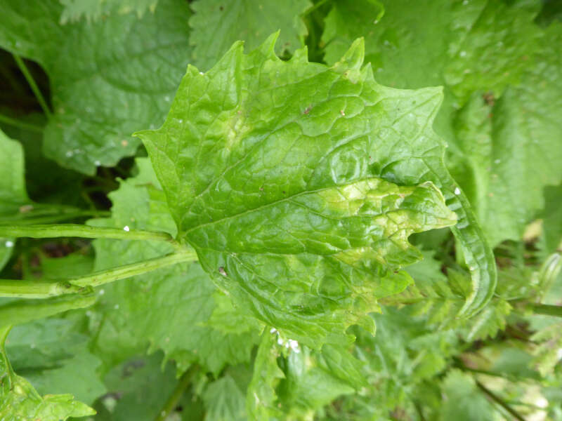 Image of Hyaloperonospora niessliana (Berl.) Constant. 2002