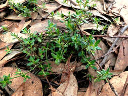 Image of Gonocarpus tetragynus Labill.