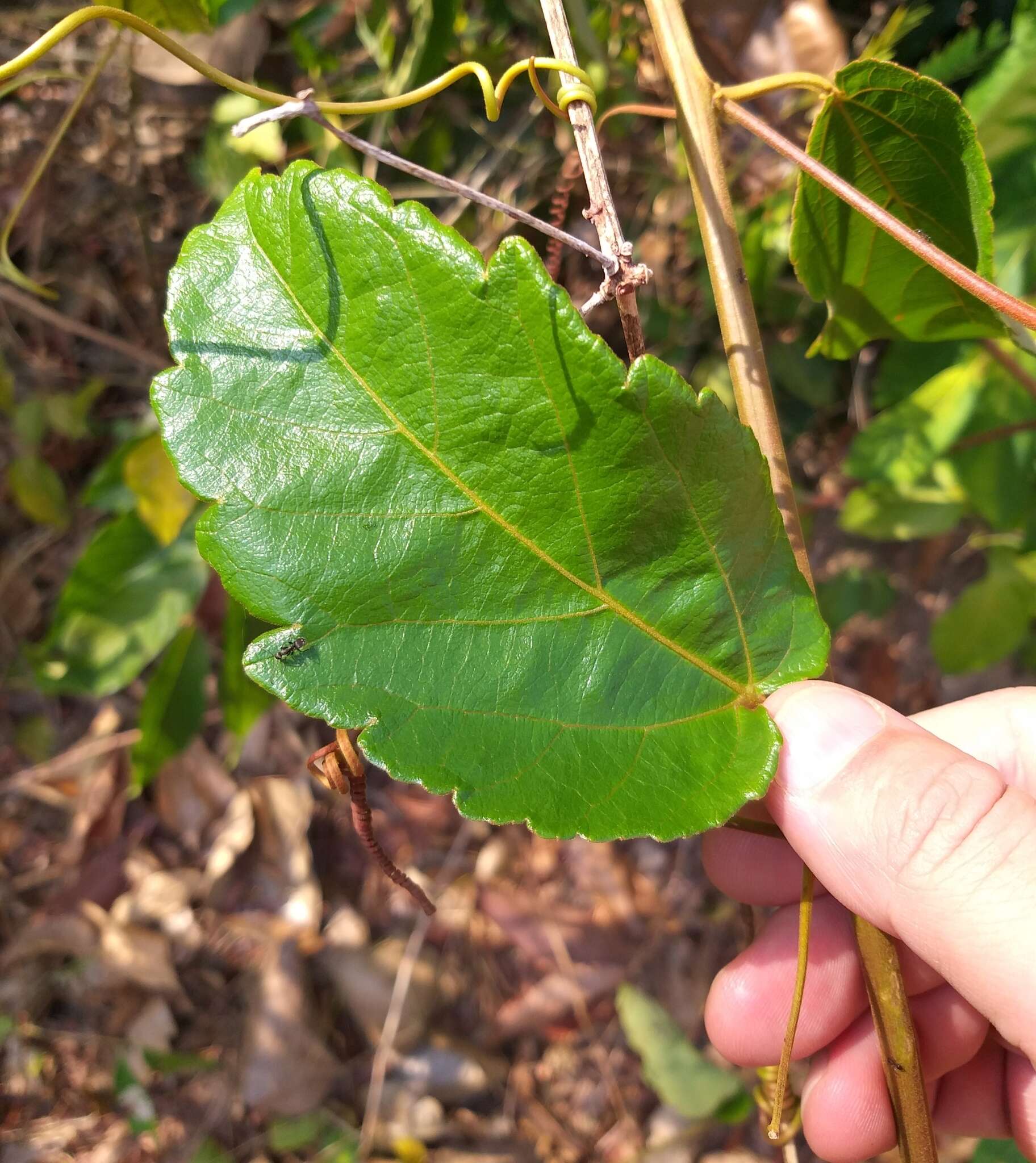 Sivun Passiflora araujoi Sacco kuva