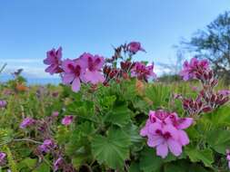 Imagem de Pelargonium domesticum Bailey