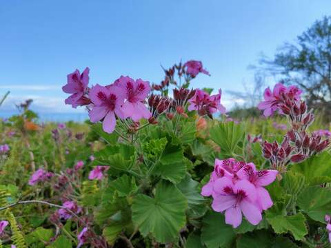 Image of regal pelargonium