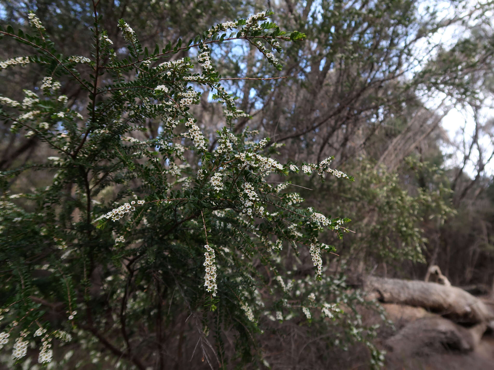 Thryptomene micrantha Hook. fil.的圖片