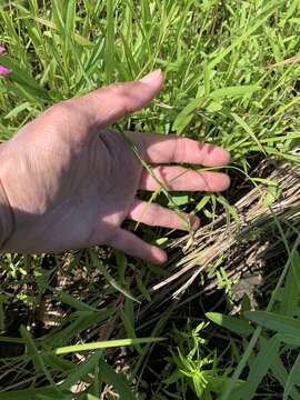 Image of stiff yellow flax