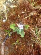 Слика од Pelargonium australe (Poir.) Jacq.