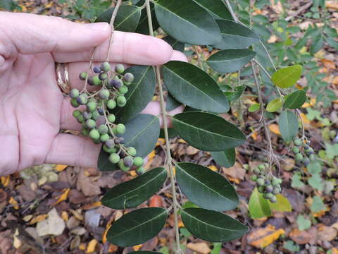 Image of Chinese privet