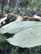 Viburnum nudum var. cassinoides (L.) Torr. & A. Gray的圖片