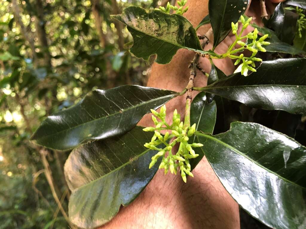 Image of Ixora beckleri Benth.