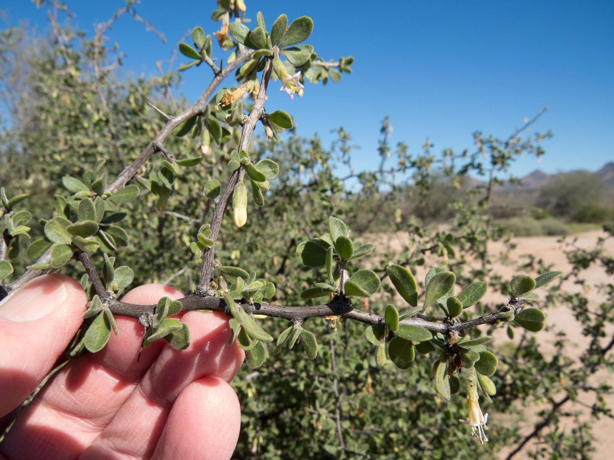 Image of Arizona desert-thorn