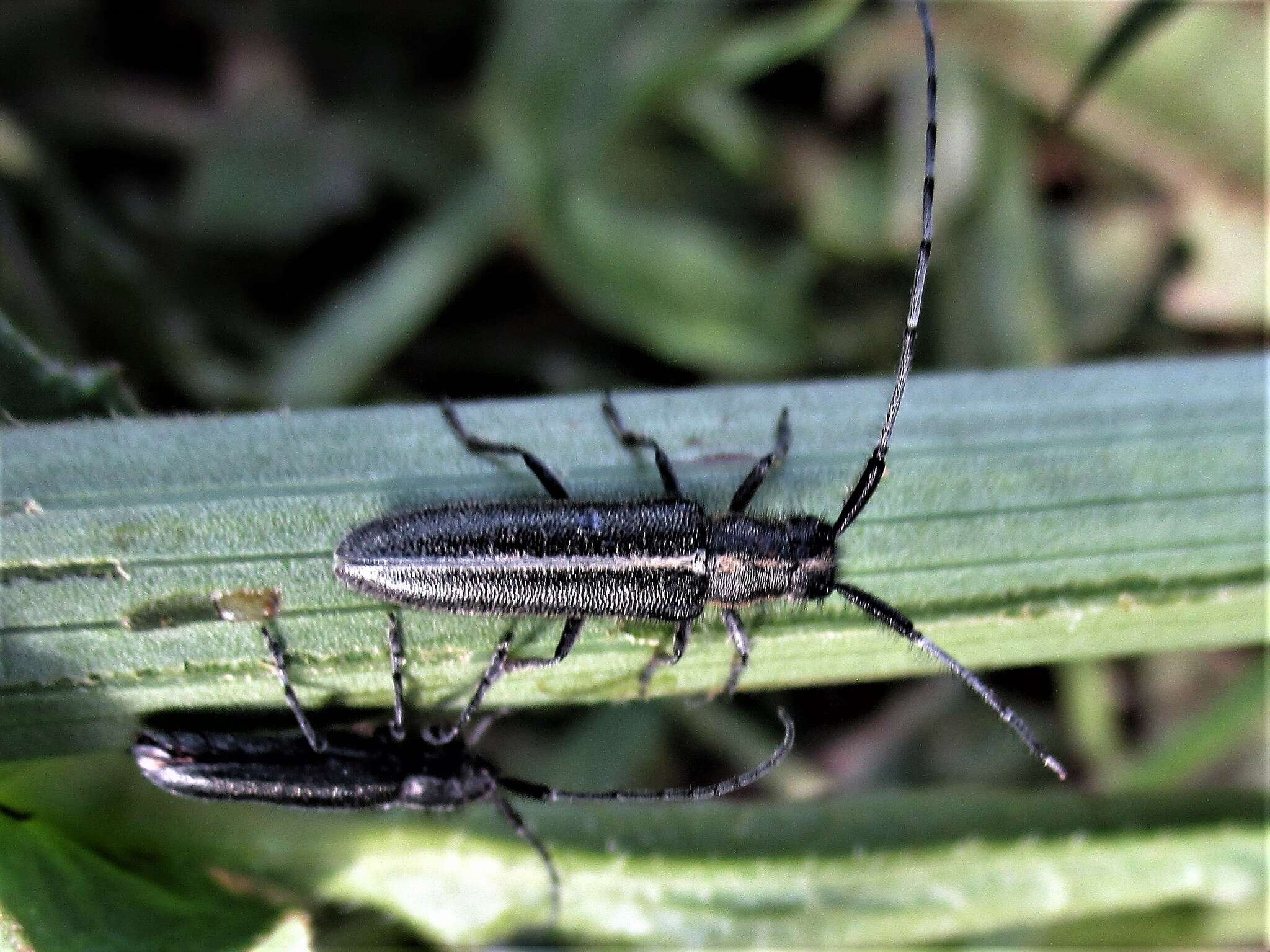 Image of Agapanthia cardui (Linné 1767)