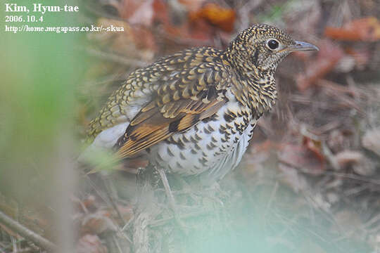 Image of White's Thrush