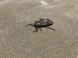 Image of Giant Water Bug