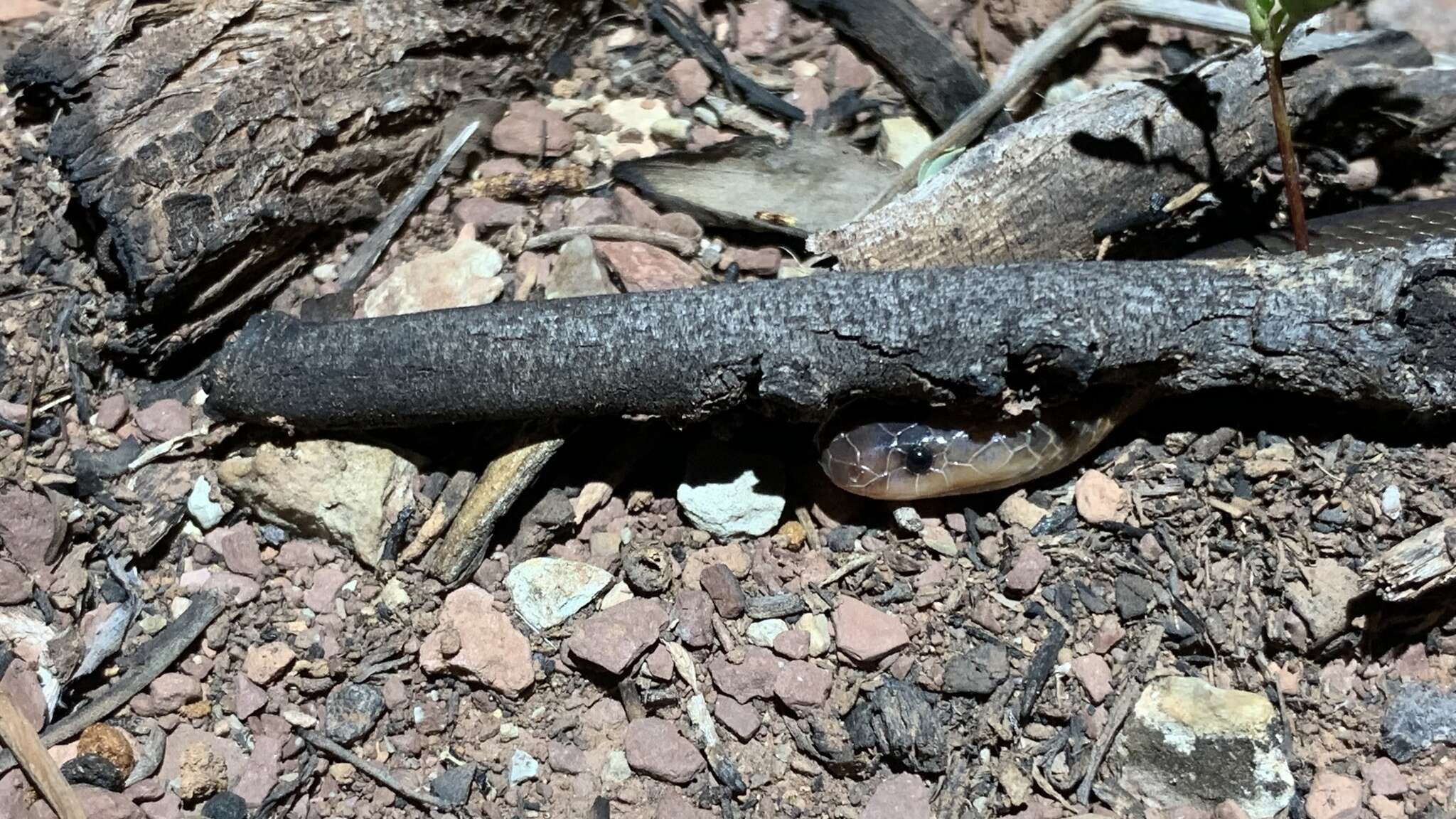 Image of Northern Small-eyed Snake