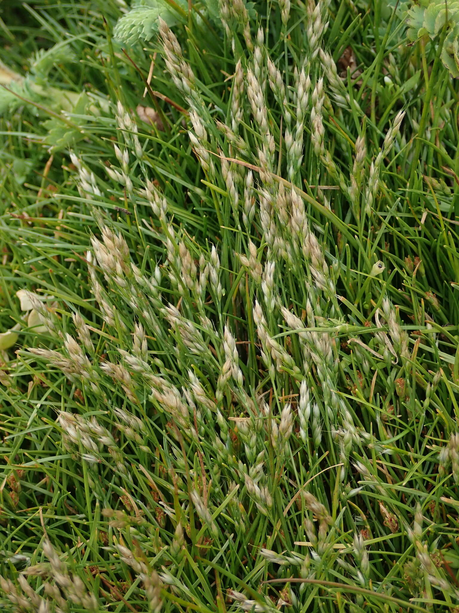 Image of early hair-grass