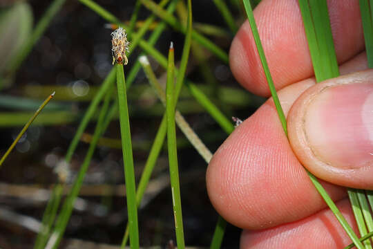 Image of Flat-Stem Spike-Rush