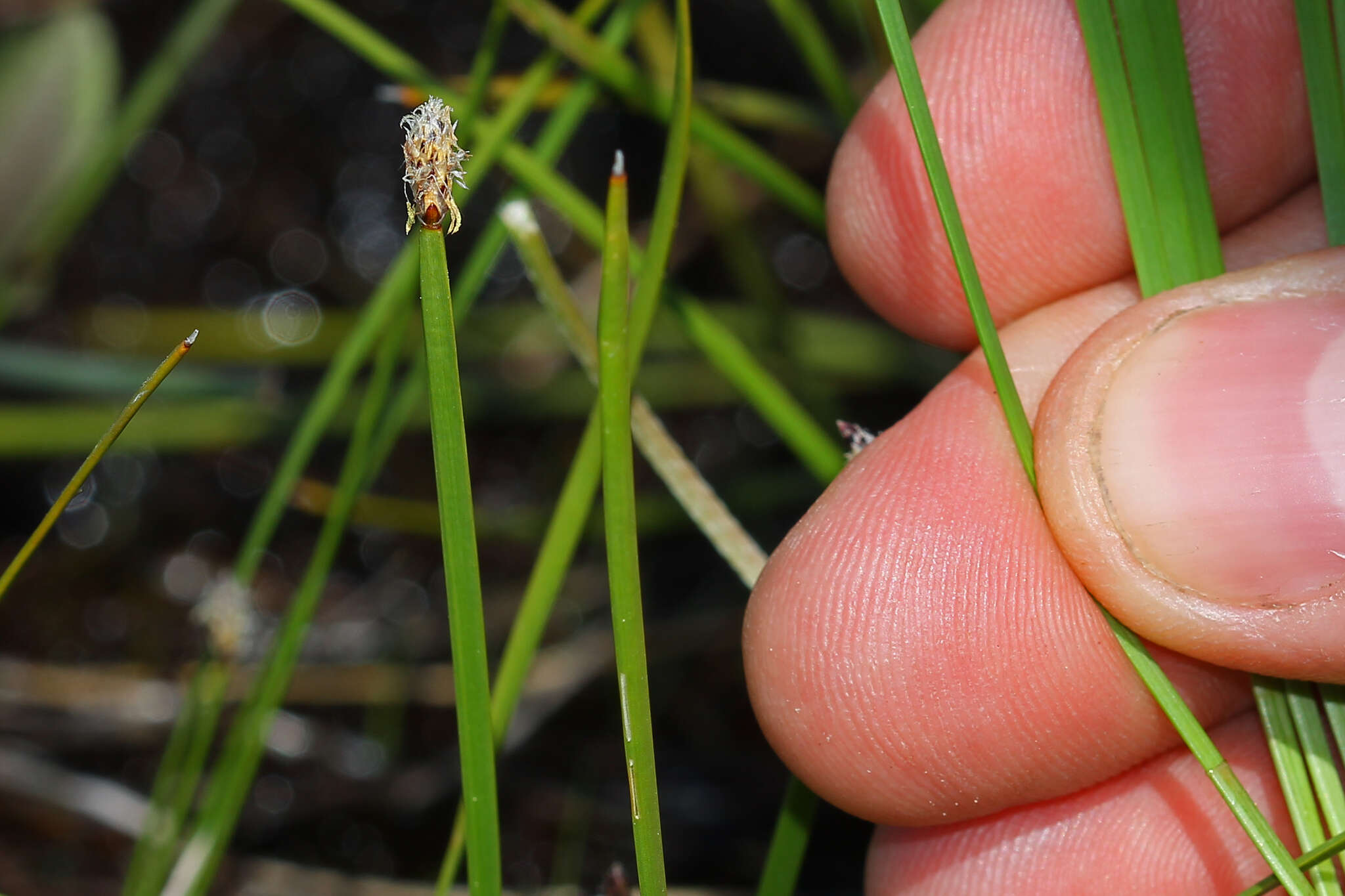 Image of Flat-Stem Spike-Rush