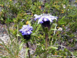 Image of Perezia pedicularidifolia Less.