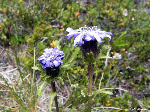 Sivun Perezia pedicularidifolia Less. kuva