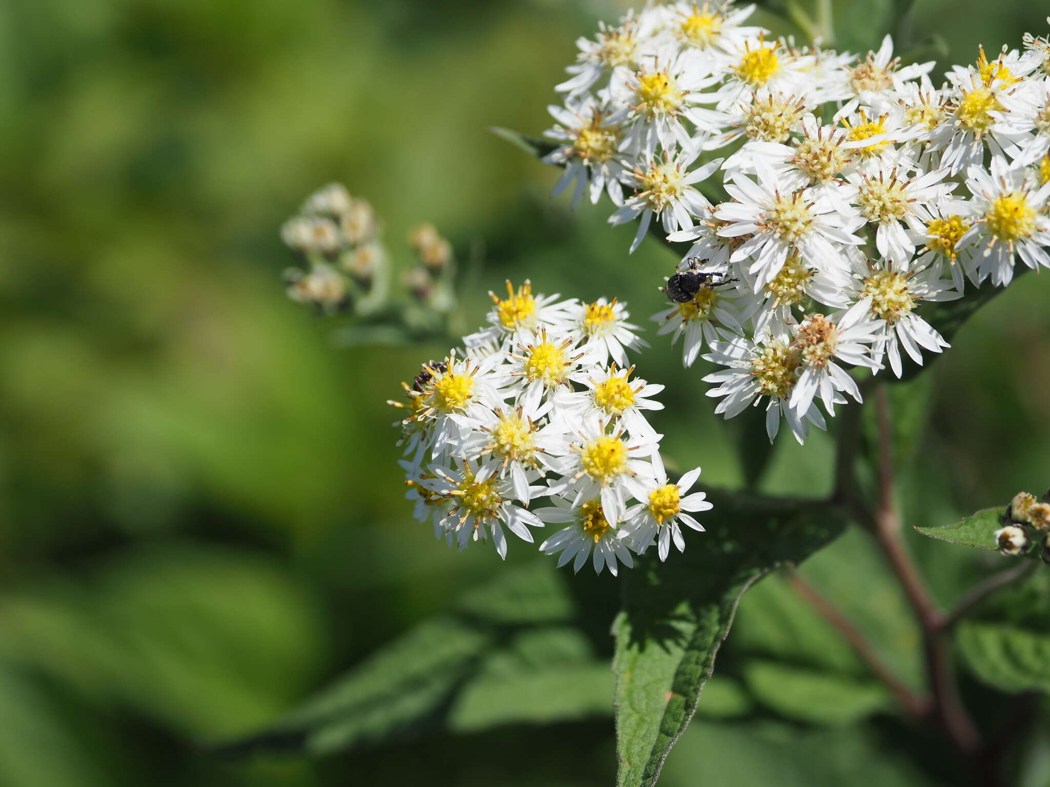 Image of Aster glehnii