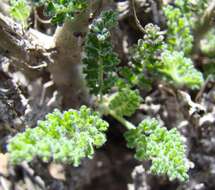 Слика од Pelargonium alternans Wendl.