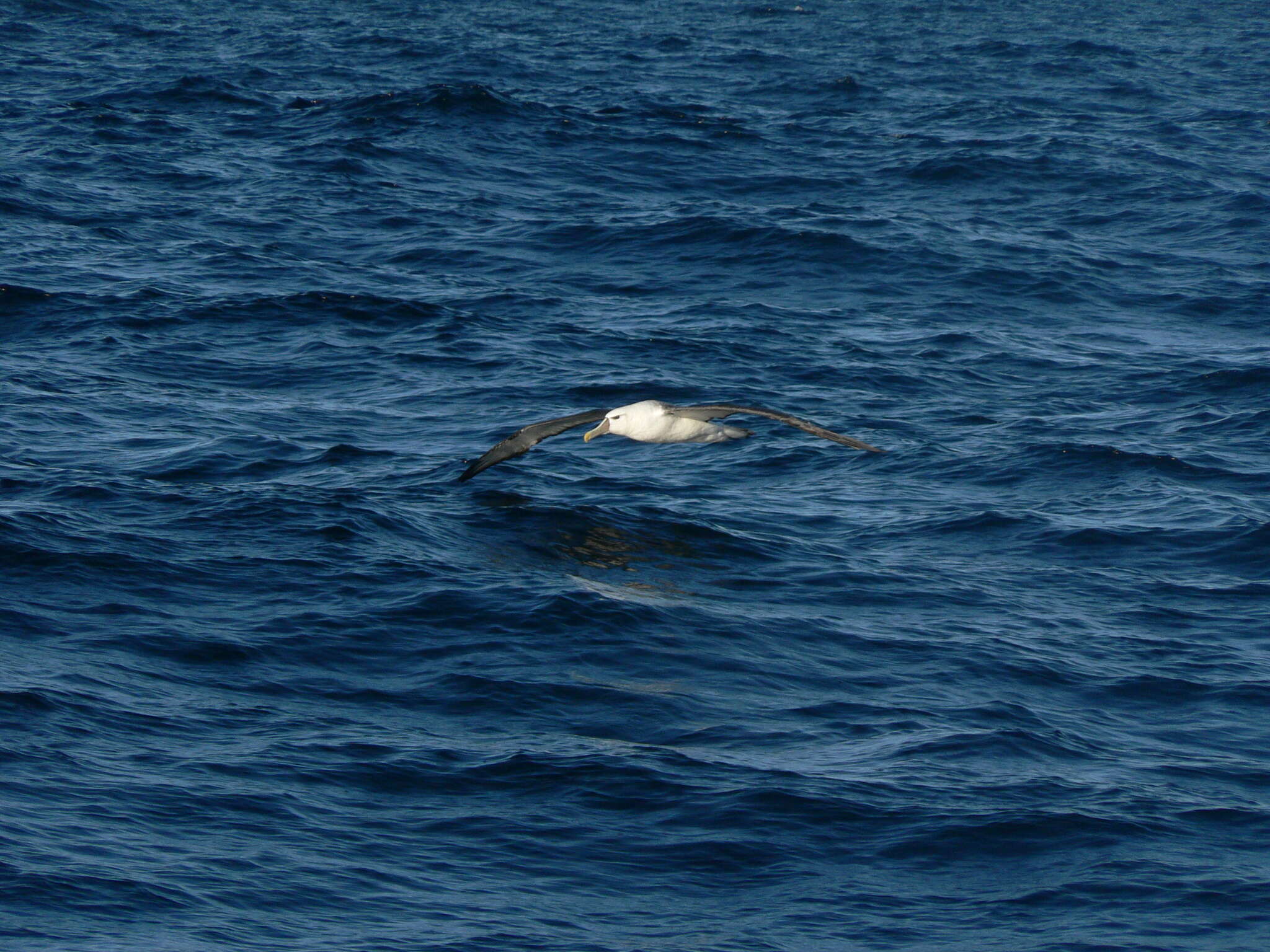 Image of Thalassarche cauta cauta (Gould 1841)