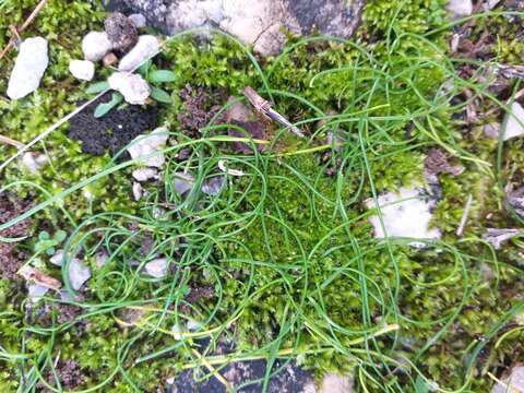 Image of Allium paniculatum subsp. obtusiflorum (Redouté) Brand