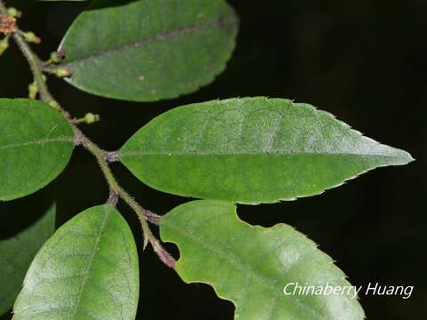 صورة Ilex pubescens Hook. & Arn.