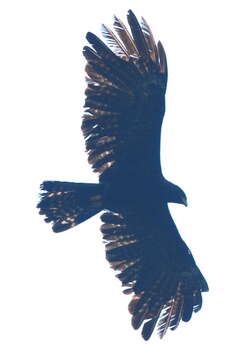 Image of Asian Black Eagle