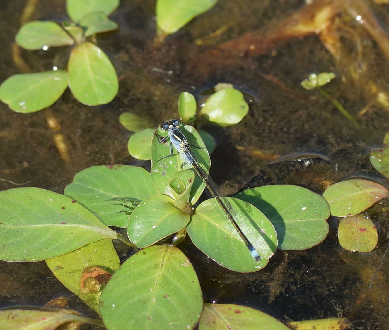 Ischnura pruinescens (Tillyard 1906) resmi