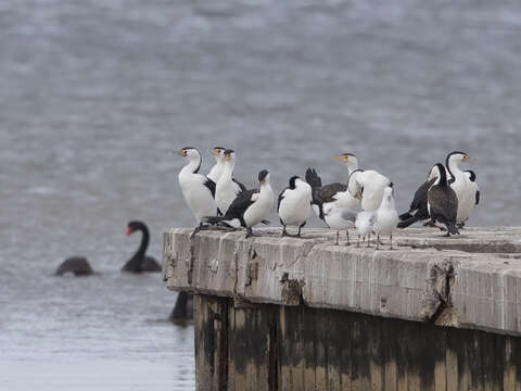 Image of Phalacrocorax varius hypoleucos (Brandt & JF 1837)