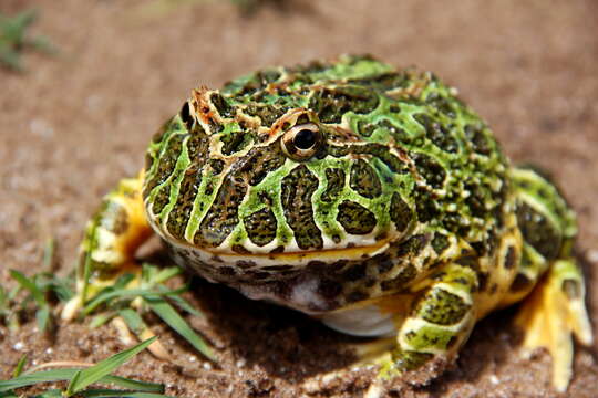 Imagem de Ceratophrys ornata (Bell 1843)