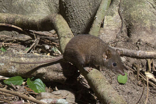 Image of Brown Antechinus