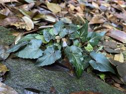 Image of Viola violacea Makino